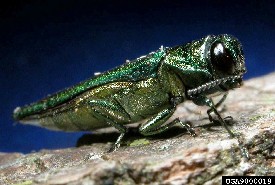 emerald-ash-borer
