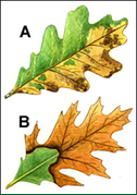 oak-wilt-fungus