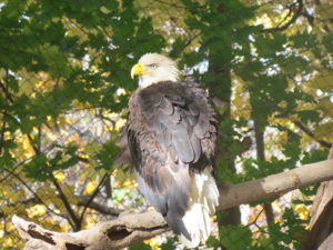 bald-eagle-2016-maverick